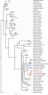 Molecular and phylogenetic analysis of herpesviruses in endangered free-ranging cervids of Chile: ovine gammaherpesvirus-2—A novel threat to wild and domestic animal health in Chilean Patagonia
